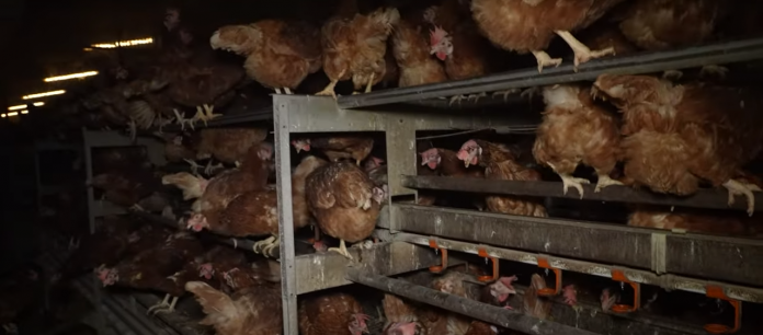 El GOB exige el cierre inmediato de la granja avícola de Llucmajor por vulnerar la normativa ambiental y de bienestar animal