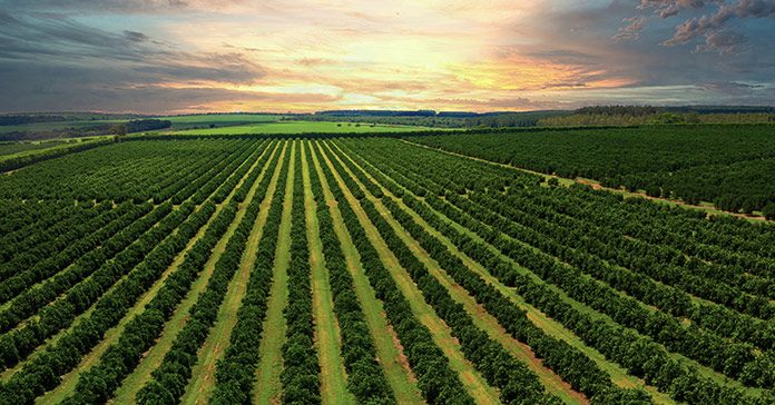 El INAGEA organiza una jornada sobre los beneficios de las cubiertas vegetales en la agricultura mediterránea