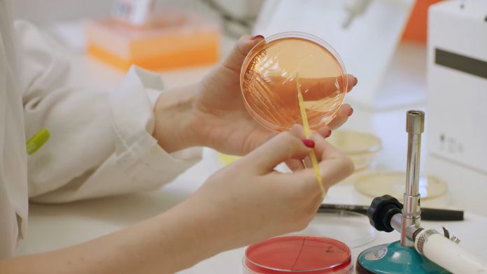 Una bacteria intestinal podría ser clave en la prevención de la obesidad y la diabetes