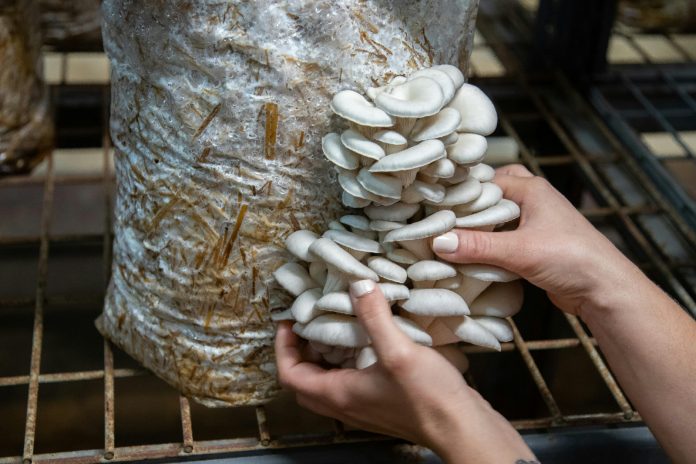 Desarrollan un fotocondensador eficiente y sostenible con residuos de setas para alimentar dispositivos inteligentes