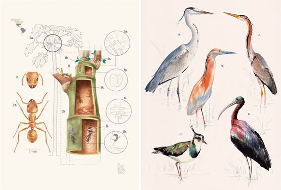 Las aves del Guadalquivir y las hormigas Azteca, protagonistas de los premios Illustraciencia 2025