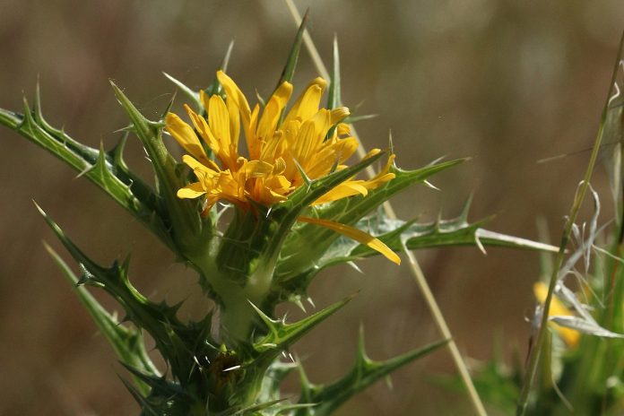 V Biomaratón de Flora Española: una invitación a descubrir y valorar la biodiversidad vegetal de Baleares