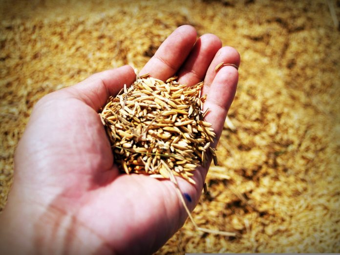 El CSIC convierte el salvado de arroz en una biofactoría de enzimas industriales sostenibles
