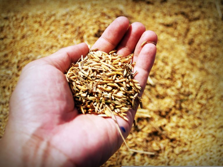 El CSIC convierte el salvado de arroz en una biofactoría de enzimas industriales sostenibles