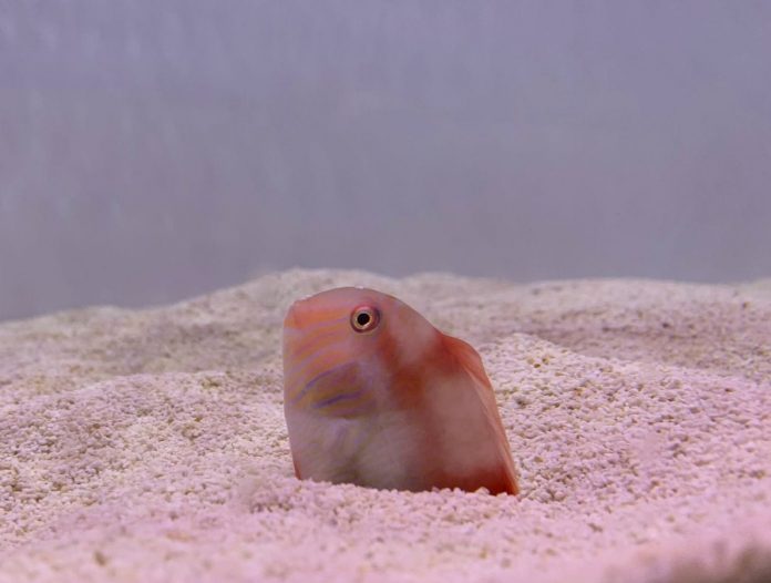 La veda del raor demuestra su eficacia, mejora el tamaño, la resistencia y la capacidad reproductiva de esta especie emblemática