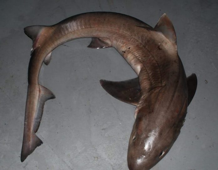 El Govern fija por primera vez una talla mínima de 95 cm para la pesca de la musola en Baleares