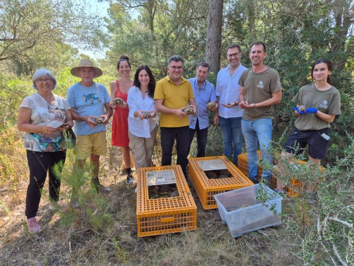 Liberadas un centenar de tortugas mediterráneas recuperadas en el COFIB para reforzar las poblaciones en el Llevant de Mallorca