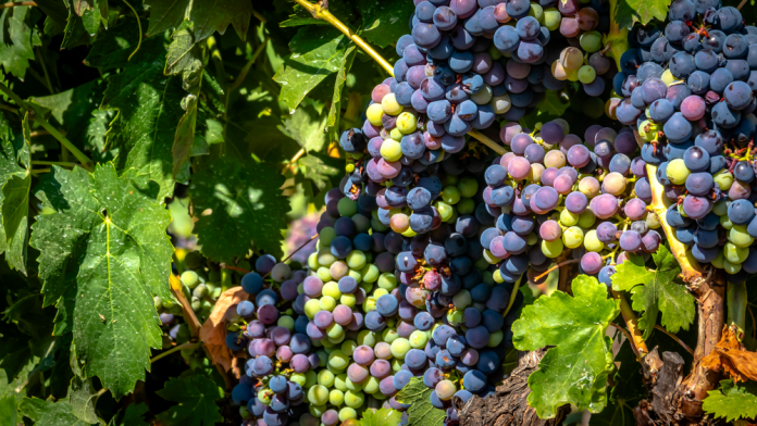 El sector del vino: entre la innovación genómica y la tradición de las denominaciones de origen