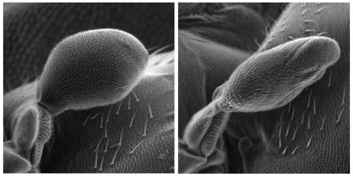 Descubren cómo las moscas mantienen el equilibrio gracias a un sofisticado “giroscopio” biológico