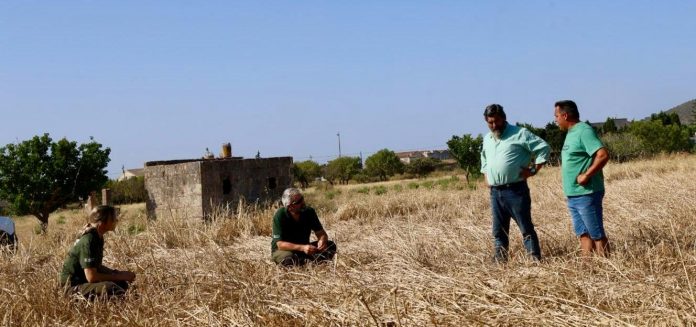 El Consell de Mallorca declara por segundo año la emergencia cinegética para controlar la superpoblación de palomas