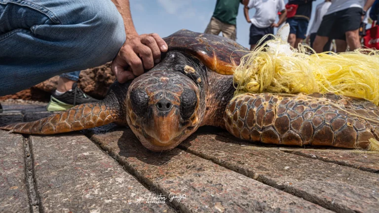 Protocolo de rescate ante enmalles: una red de esperanza para las tortugas marinas del mar Balear