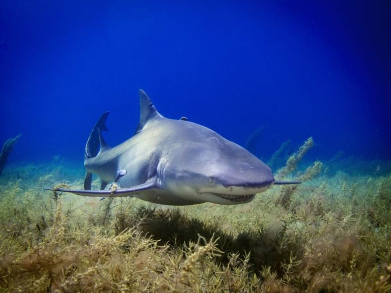 El Govern presenta un plan pionero para la conservación de tiburones y rayas en las Illes Balears