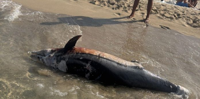 Aparece un delfín varado y en estado de descomposición en la Playa de Muro