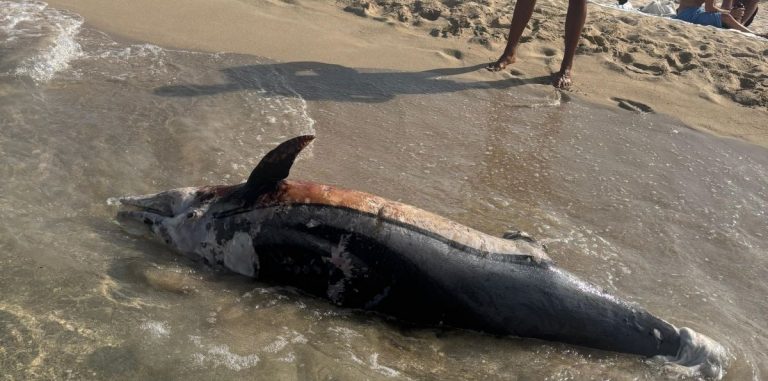 Aparece un delfín varado y en estado de descomposición en la Playa de Muro