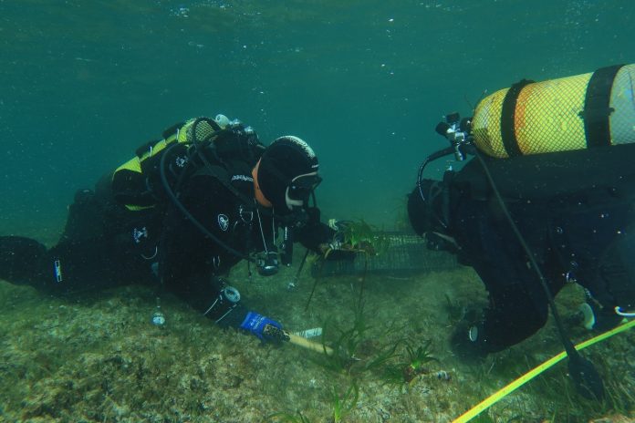 Éxito en la restauración de posidonia en el puerto de Fornells