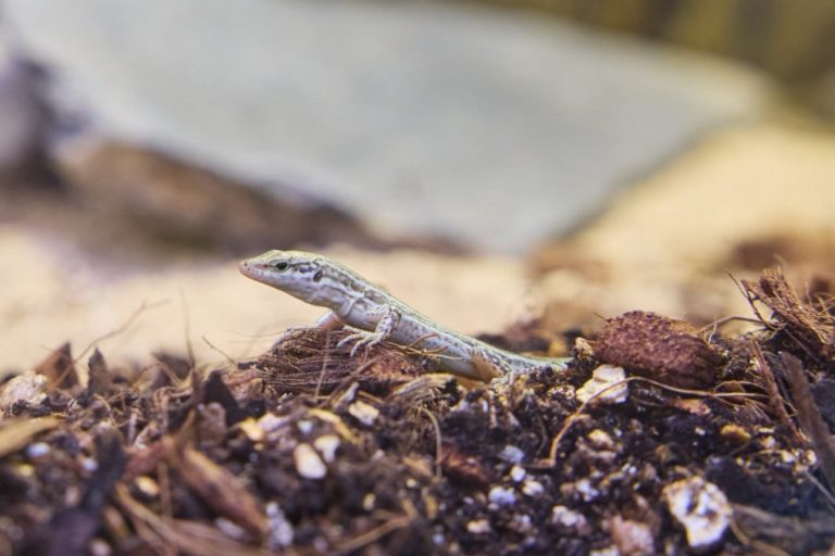 Nacen en el Zoo de Barcelona las primeras crías de lagartija pitiusa dentro del proyecto de conservación del Govern