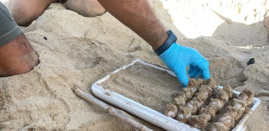 Hallado el primer nido de tortuga marina de la temporada en Can Pere Antoni
