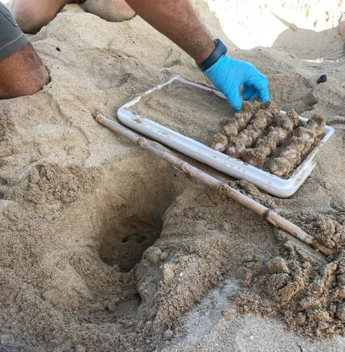 Hallado el primer nido de tortuga marina de la temporada en Can Pere Antoni