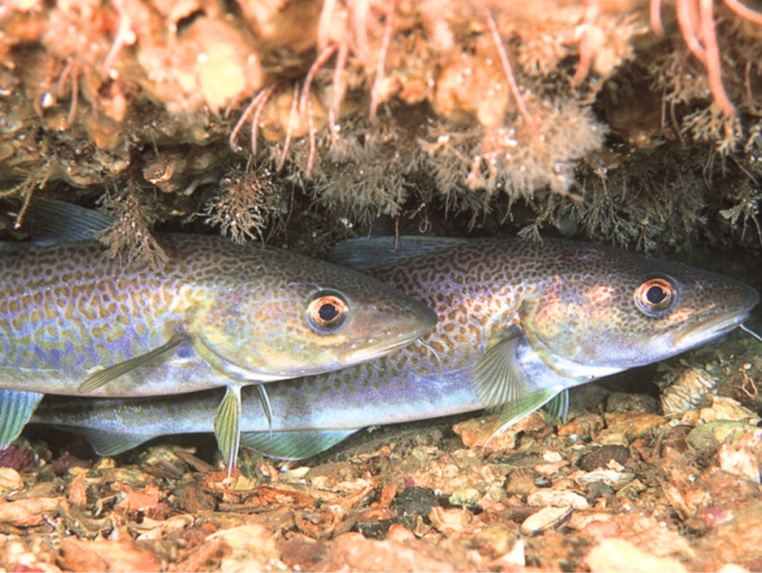 El cambio climático reconfigura la pesca en Europa: ganadores y perdedores por regiones