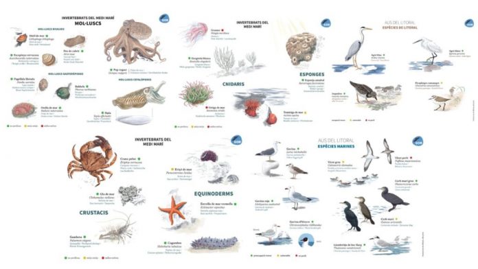 Descubrimos las aves del litoral balear: una campaña para conectar con la biodiversidad costera