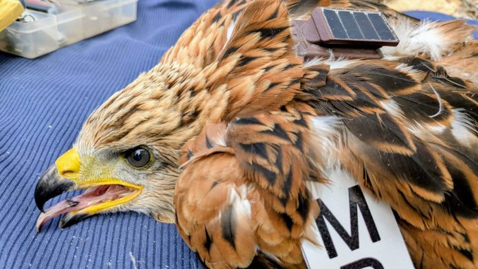 La colaboración entre instituciones y entidades mantiene el avance en la conservación de la milana en Mallorca