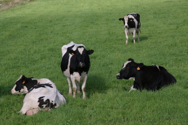 Abierto el plazo de ayudas del Plan Provilac 2025 para el sector lácteo bovino
