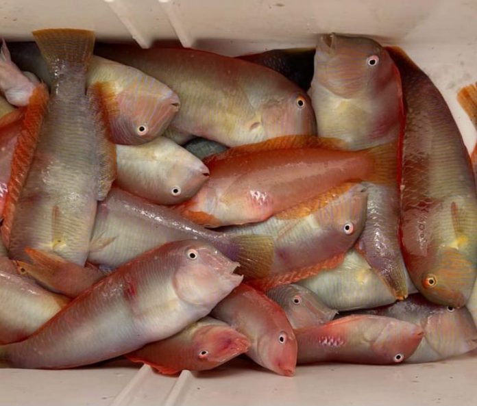 El Govern adelanta un día el inicio de la pesca del raor en aguas interiores de Mallorca y Menorca