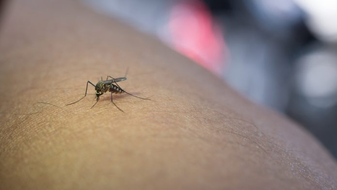 Salud refuerza la vigilancia del virus del Nilo Occidental tras el primer caso confirmado en Baleares