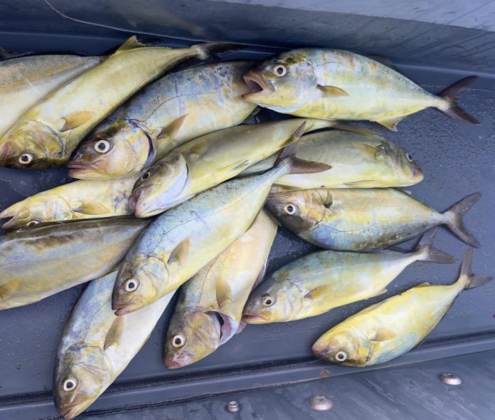 El Govern decomisa 14 ejemplares de pez limón de talla inferior en la Reserva Marina de los Freus