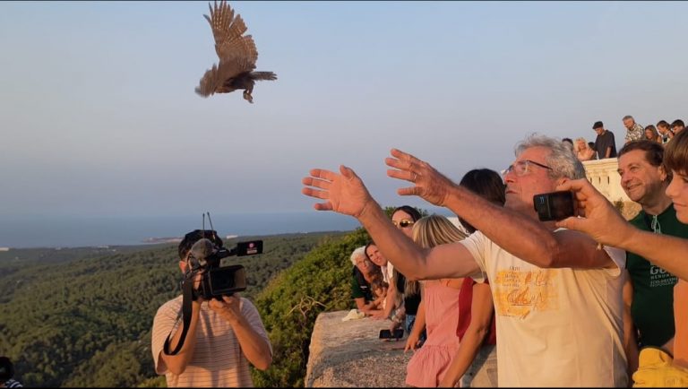 El Centro de Recuperación de Fauna Silvestre libera 13 crías de autillo en la montaña de El Toro, en Menorca