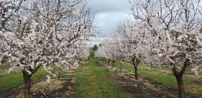 El Govern destinará 6 millones de euros a la compra de una finca para investigación agraria en Mallorca