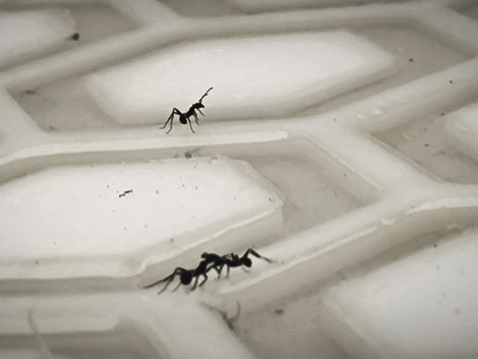 Las hormigas revelan su ‘cerebro líquido’: una inteligencia colectiva sin jerarquías