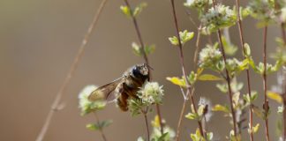 Un estudio alerta de que el 10% de superficie natural marcado por la UE no basta para salvar a los polinizadores Un estudio alerta de que el 10% de superficie natural marcado por la UE no basta para salvar a los polinizadores