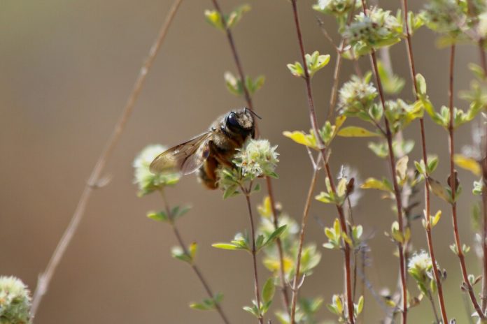 Un estudio alerta de que el 10% de superficie natural marcado por la UE no basta para salvar a los polinizadores