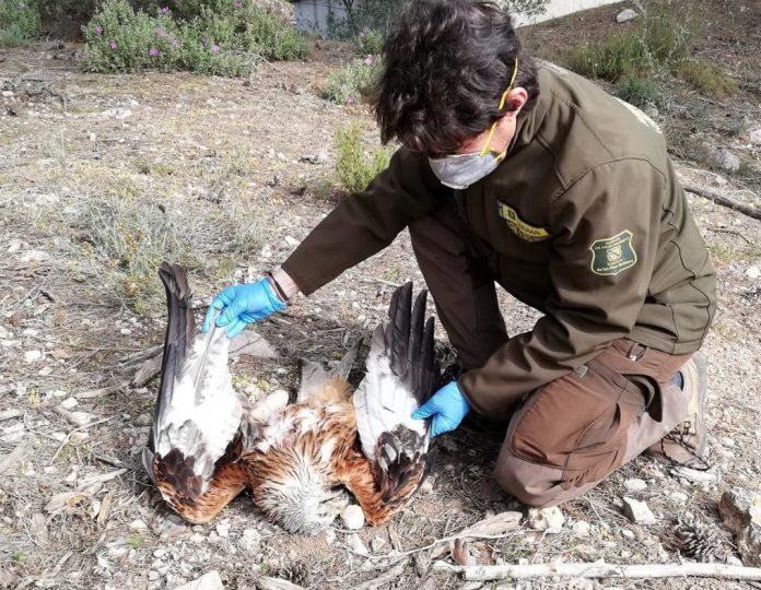Detectados tres casos de envenenamiento de milanos reales en dos cotos de Mallorca