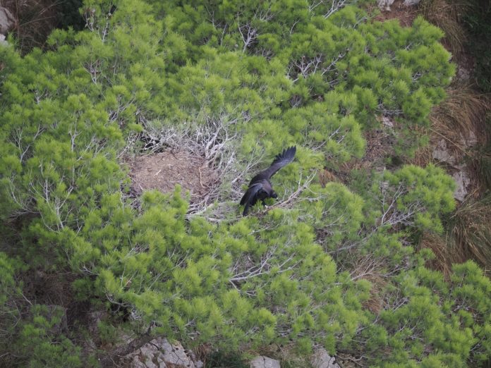 El Govern confirma el primer nido de buitre negro fuera de la Serra de Tramuntana
