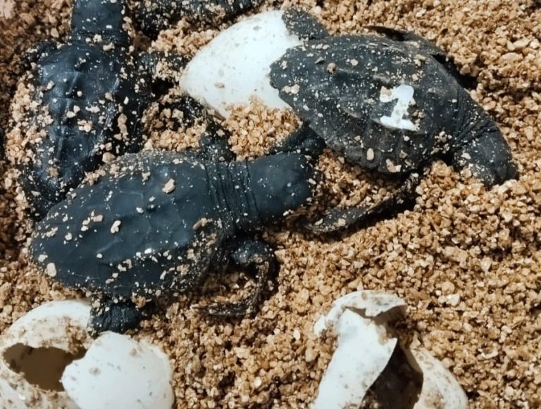 Nacen las primeras crías de tortuga marina del nido de Can Pere Antoni en Palma