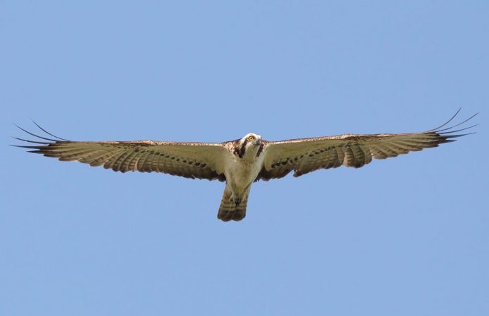 El águila pescadora vuelve a criar en Sa Dragonera después de 70 años