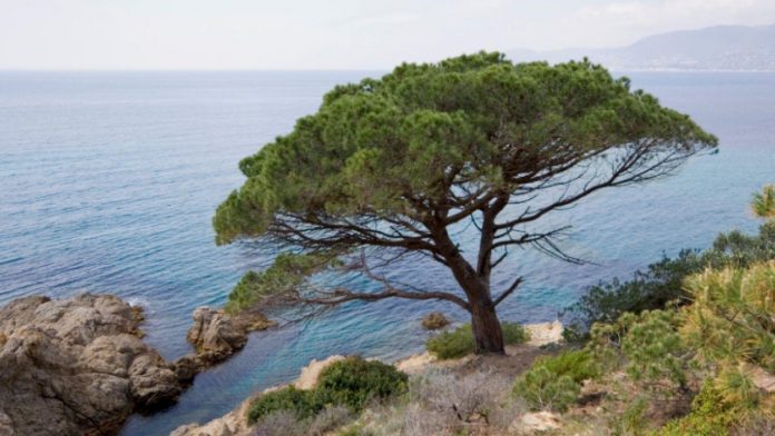 Se conmemora el 150 aniversario de El pi de Formentor y el 125 de La deixa del geni grec