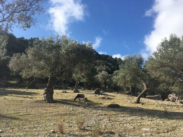 Mallorca protegerá los olivos milenarios con la futura ley de la Serra de Tramuntana