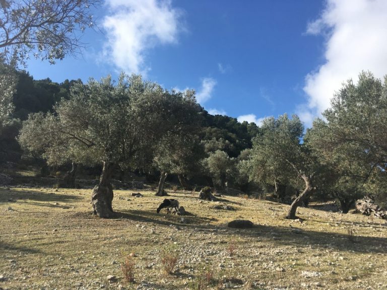 Mallorca protegerá los olivos milenarios con la futura ley de la Serra de Tramuntana