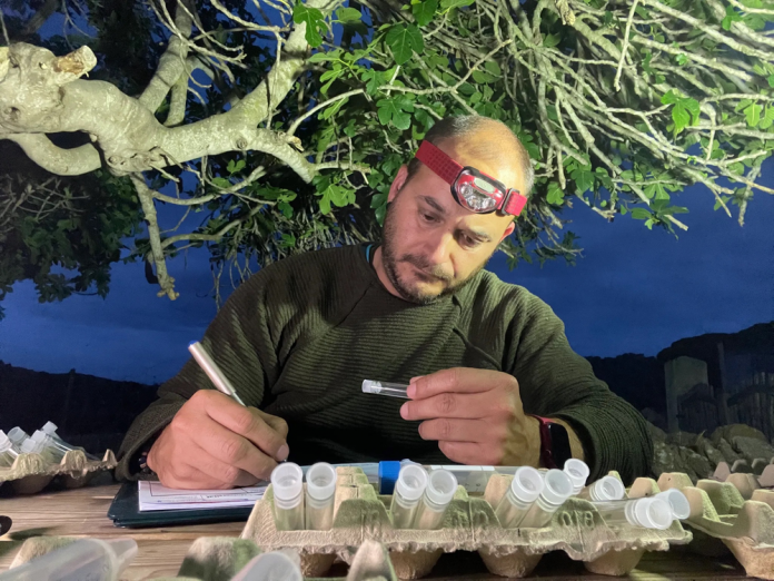 El proyecto LEPIDOPIB eleva a 948 las especies de lepidópteros conocidas en Baleares