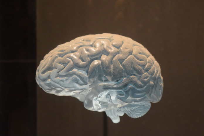 Los ritmos cerebrales revelan cómo los circuitos neuronales encaminan la información de manera flexible