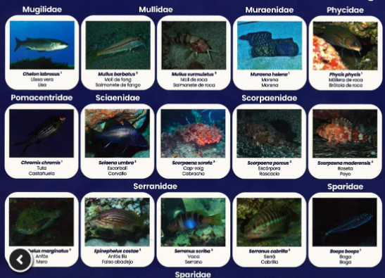 El Govern y la Federación Balear de Actividades Subacuáticas editan una guía para identificar peces litorales