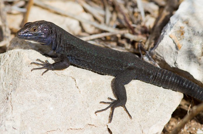 La sargantana de las Malgrats, en riesgo de extinción inminente