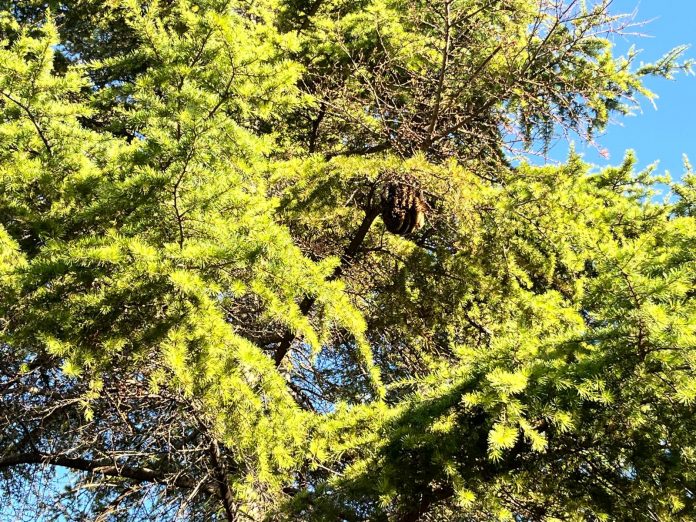 Enorme enjambre de abejas alarma a los vecinos en el Parc de ses Fonts de Palma