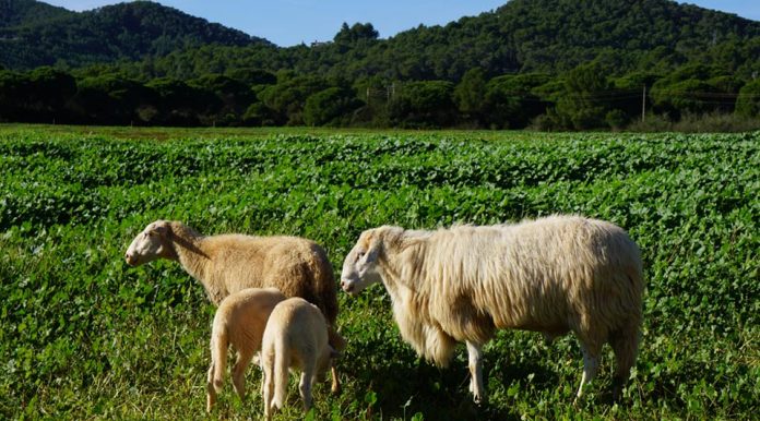 El Govern saca a exposición pública la nueva Ley Agraria de las Illes Balears