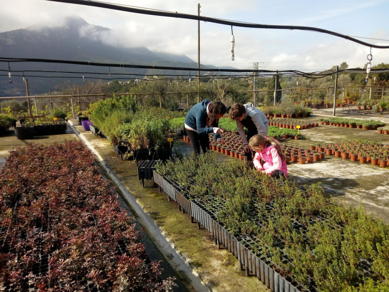 Jornada de puertas abiertas en el Centro Forestal de las Islas Baleares para celebrar el inicio de la temporada de venta de planta autóctona