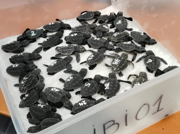 Nacen 38 crías de tortuga marina del segundo nido de la temporada en las Illes Balears