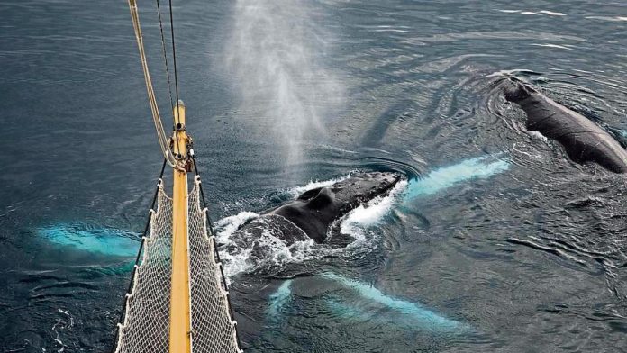 La velocidad de los barcos en el Mediterráneo noroccidental sigue siendo letal para las ballenas pese a las recomendaciones internacionales